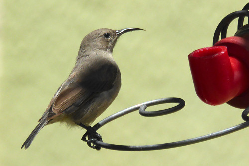 nectar_sunbird