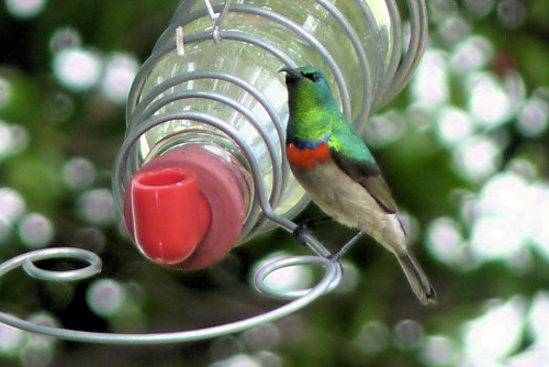 nectar_sunbird2