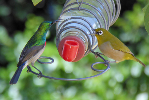 nectar_sunbird_whiteeye