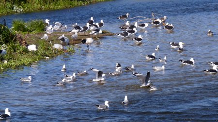 kelpgulls