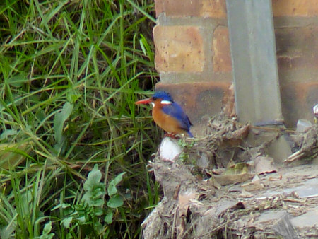 malachite kingfisher