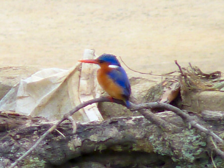 malachite kingfisher