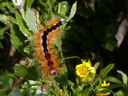 cape lappet moth caterpillar