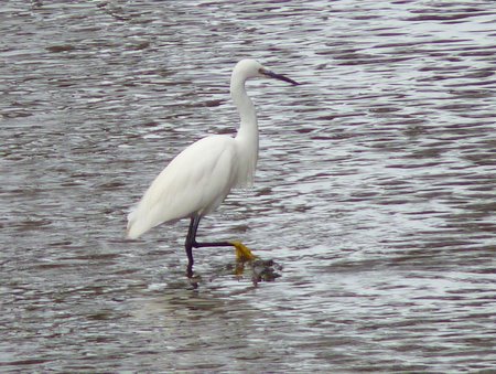 little egret