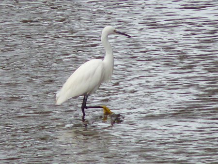 little egret