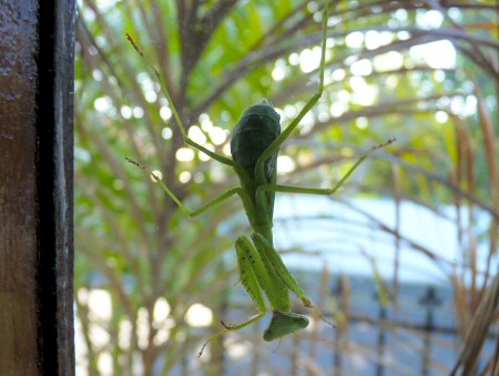 praying mantis