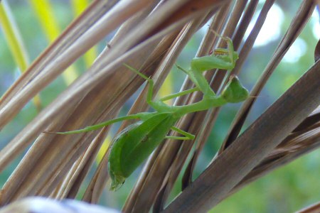 praying mantis