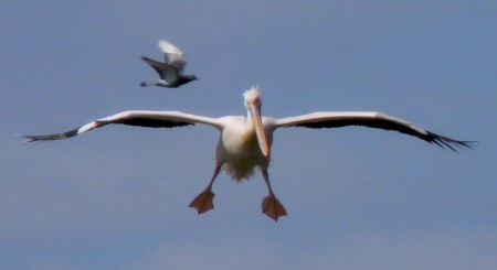 pelican