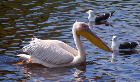 pelican