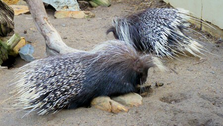 cape porcupine