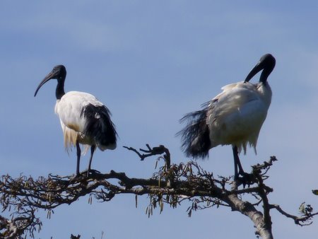 african sacred ibis