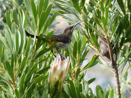cape sugarbird (female)