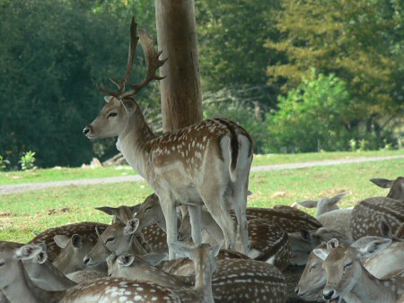 fallow deer photo by June Gilbank