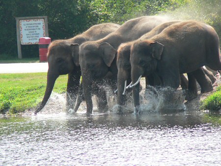 asian elephants photo by June Gilbank