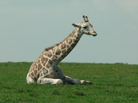 giraffe photo by June Gilbank