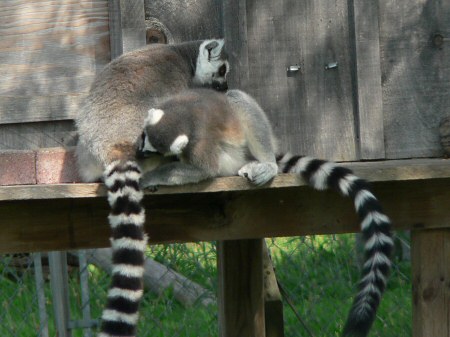 ring-tailed lemurs photo by June Gilbank