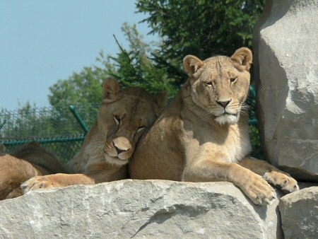 lion photo by June Gilbank