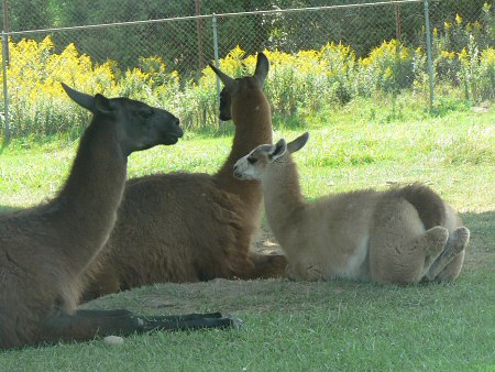 llamas photo by June Gilbank