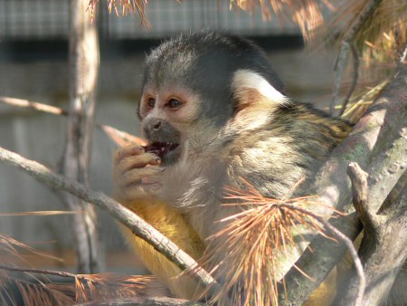 squirrel monkey photo by June Gilbank