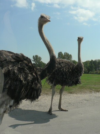 ostrich photo by June Gilbank