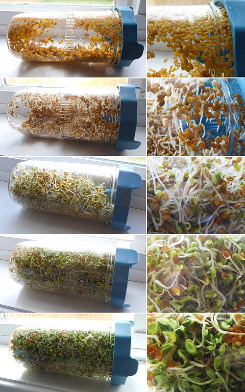 growing clover sprouts - from seeds to sprouts