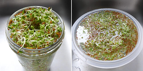 preparing clover sprouts