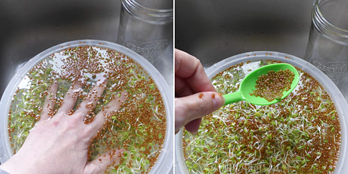 preparing clover sprouts