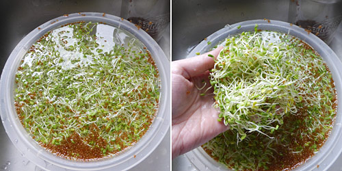 preparing clover sprouts