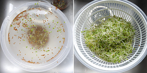 preparing clover sprouts