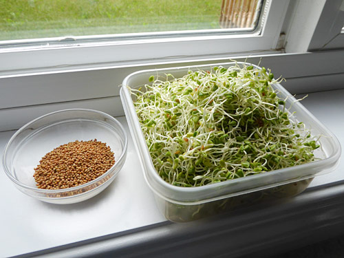 clover seeds and sprouts
