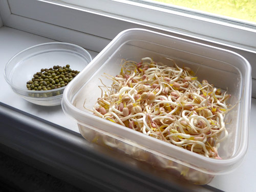 mung bean seeds and bean sprouts