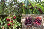 fresh-picked cherries are delicious!