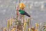 male malachite sunbird