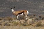 male springbok have impressive horns