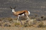 male springbok have impressive horns