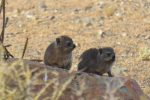 baby dassies are so cute!