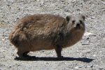a dassie (rock hyrax) smiling for the camera