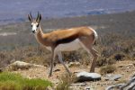 female springbok look elegant with their long eyelashes