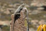 southern rock agama sunning herself