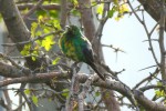 male malachite sunbird with post-breeding eclipse plumage (they're normally all green)