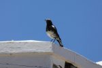 mountain wheatear