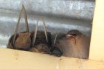 an adorable family of rock martins nestled in the rafters