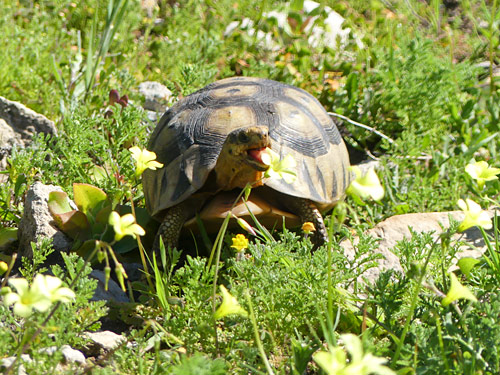 tortoise photo by June Gilbank