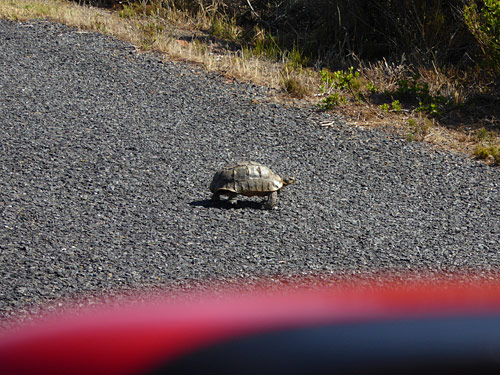 tortoise photo by June Gilbank