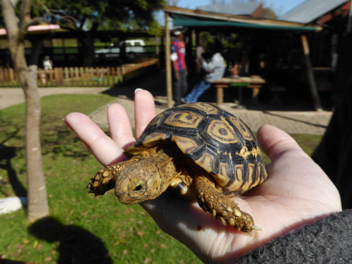 tortoise photo by June Gilbank