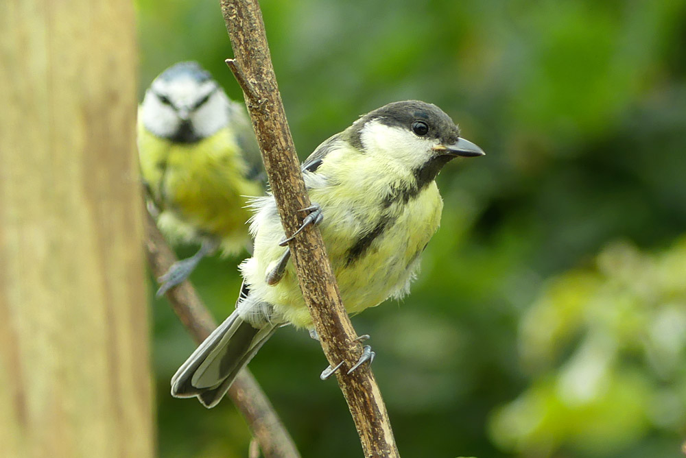 juvenile great tit (and blue tit in background)