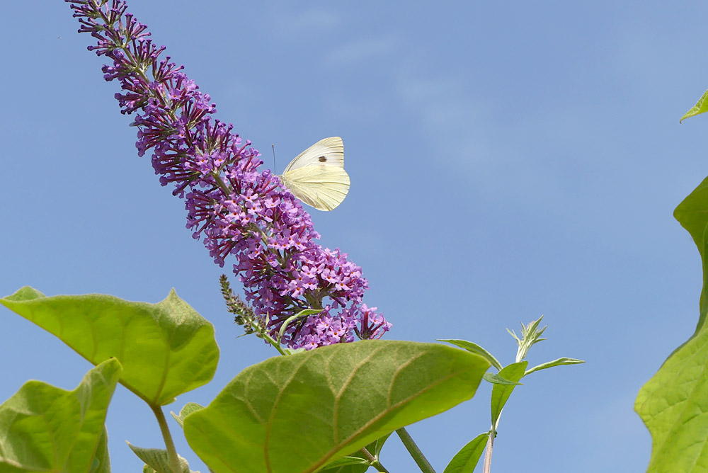 large white butterfly