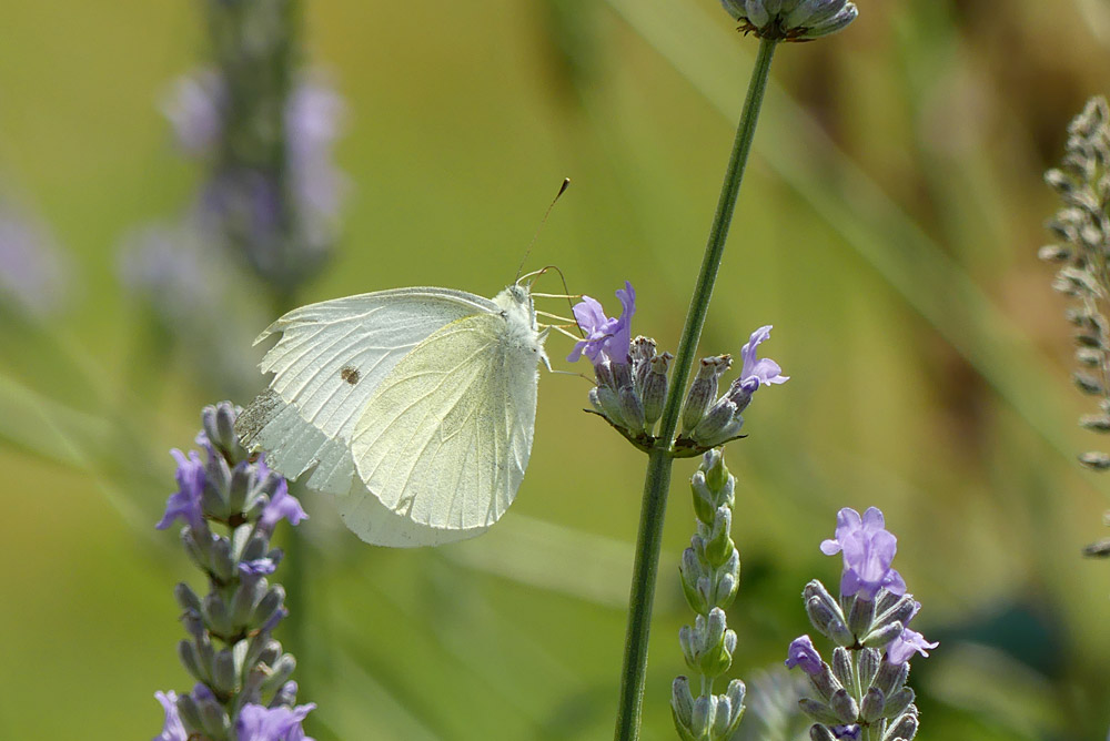 small white butterfly