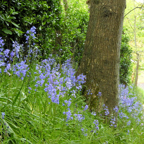 ukwildlife_bluebells