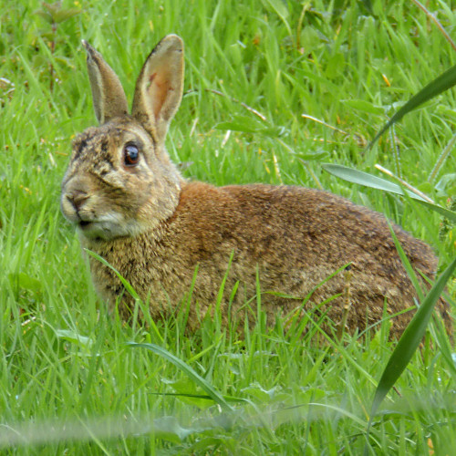 ukwildlife_rabbit